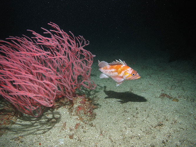 Marine Fauna Surveys